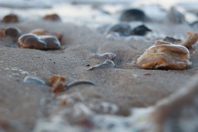 Close-up of crab on sand