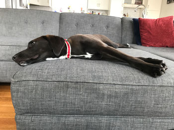 Dog on blanket