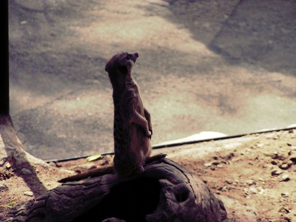 animal themes, one animal, mammal, domestic animals, pets, dog, sitting, relaxation, standing, day, outdoors, high angle view, sunlight, sand, low section, street, side view, shadow