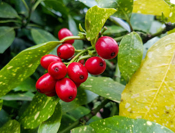 Close-up of red berries growing on tree