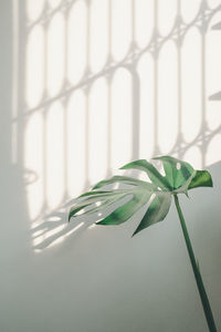 Close-up of leaf on metal fence against wall