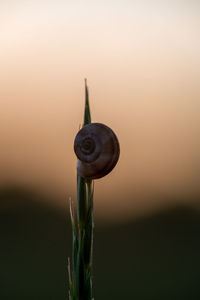snail