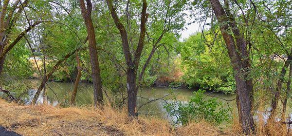 Scenic view of lake in forest