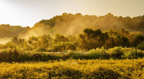 Misty morning magic