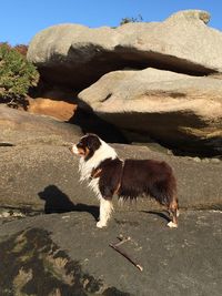 Sheep on rock against sky