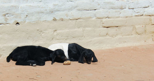 Black dog lying on stone wall