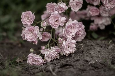 Close-up of pink roses on field