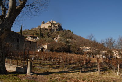 Vineyard and houses in town against clear sky