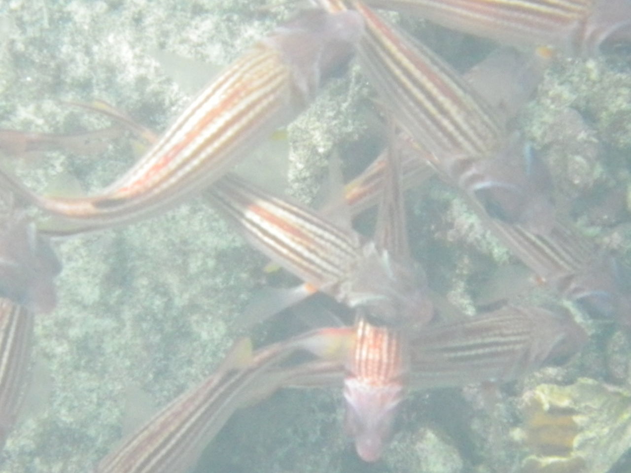 CLOSE-UP OF JELLYFISH SWIMMING