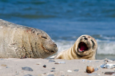 Close-up of sea lion