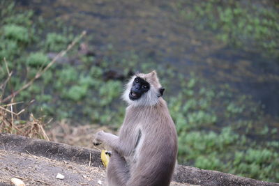 Portrait of monkey sitting on land