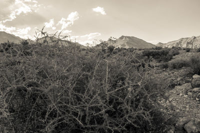Scenic view of landscape against sky