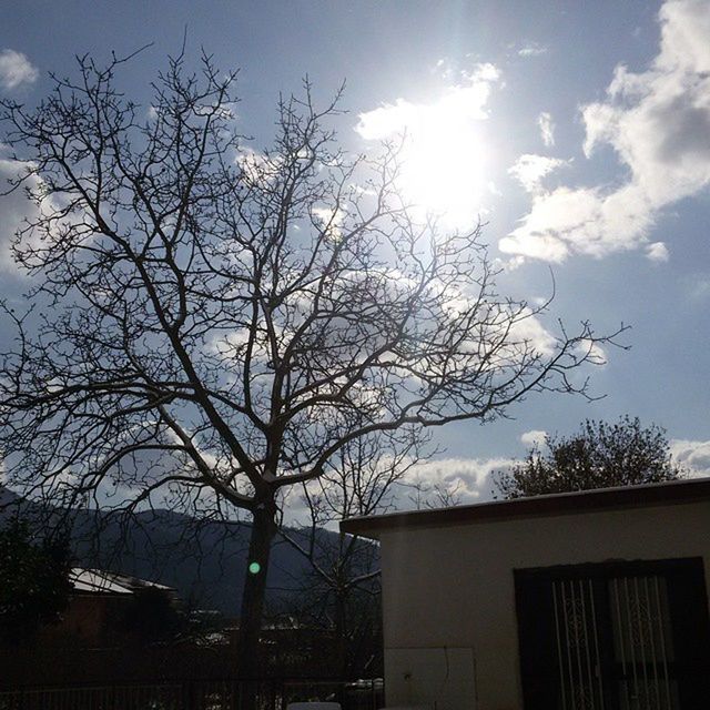 tree, building exterior, bare tree, built structure, architecture, low angle view, sky, branch, sun, sunlight, sunbeam, silhouette, house, nature, cloud - sky, no people, outdoors, day, residential building, residential structure