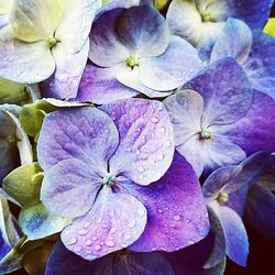 Close-up of purple flowers