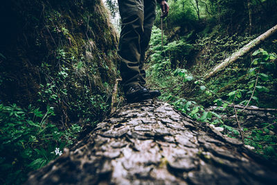 Low section of person standing on tree trunk