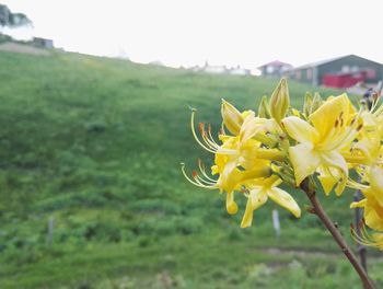 Close-up of yellow flowers
