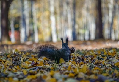 Close-up of snake during autumn