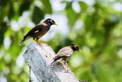 Common myna birds perching on concrete pillar