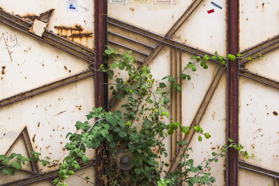 Ivy growing on wall of abandoned building