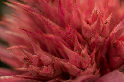 Macro shot of red flower