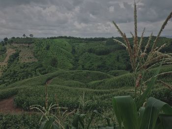 Scenic view of agricultural field against sky