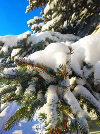 Low angle view of snow covered tree