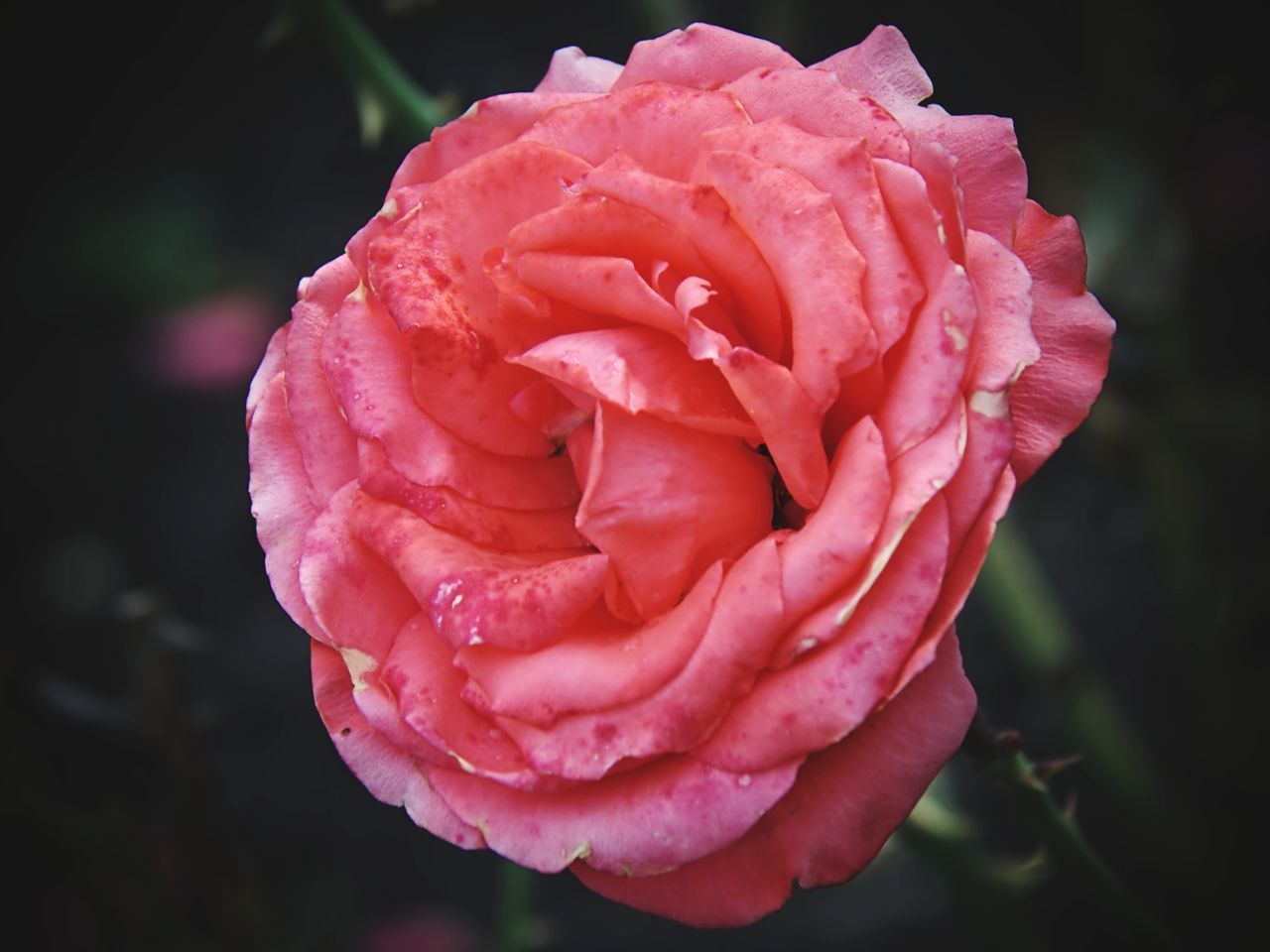 CLOSE-UP OF PINK ROSE WITH WATER DROPS ON RED ROSES