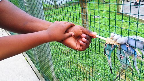 Cropped hands of father and son feeding budgerigars at natural bridge zoo