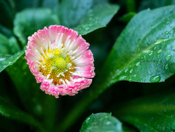 Close-up of wet pink flower