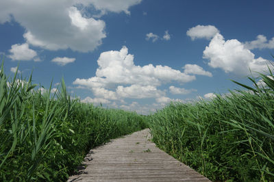 Boardwalk amidst plants on field against sky