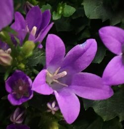 Close-up of purple flowers blooming outdoors