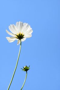 Close-up of white flowering plant against blue sky