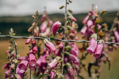 Close-up of pink flower hanging on plant
