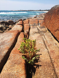 Scenic view of a plant holding on for dear life, in a lichened rock crevice, with sea against sky.