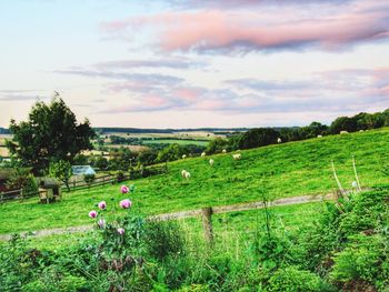 Scenic view of agricultural field against sky