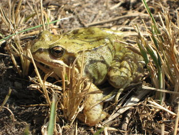 Close-up of lizard on field