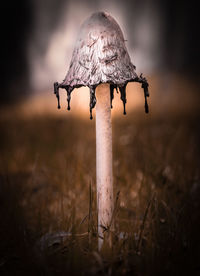 Close-up of mushroom growing on field