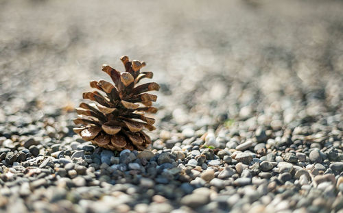 Close-up of pine cone on land