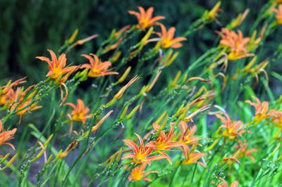 Close-up of plants