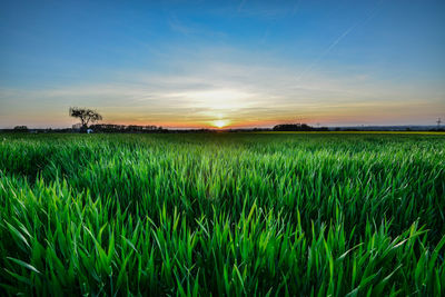 Scenic view of wheat field against sky