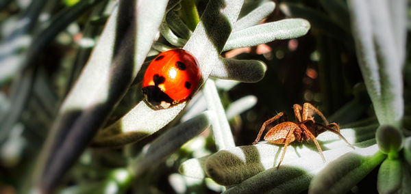 Close-up of ladybug on flower