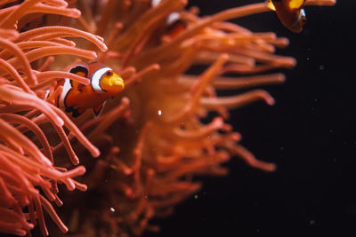 Close-up of jellyfish swimming in sea