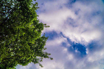 Low angle view of tree against sky