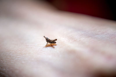 Close-up of tiny grasshopper on a hand