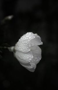Close-up of water drops on flower