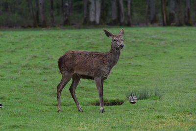 Deer standing on field