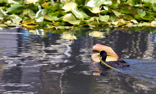 Close-up of swan swimming in lake