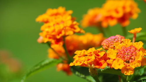 flowering plant