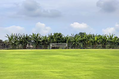 View of a huge football field with a green fresh lawn surrounded by palm trees and trees