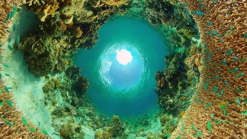 View of coral underwater